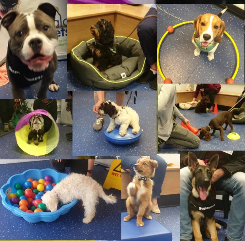 Puppies at Puppy Kindergarten classes