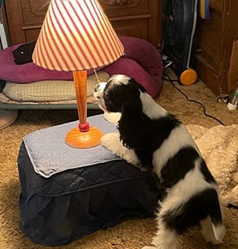 Parti Cocker Spaniel Trick Dog turning on lamp