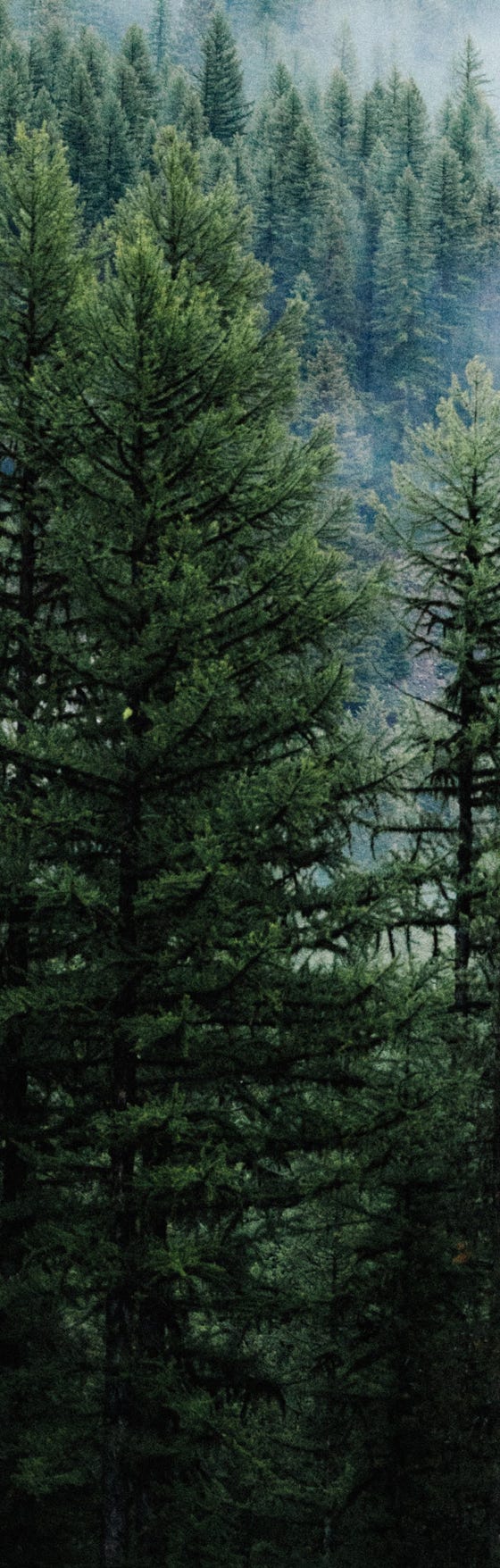 mountain pine trees