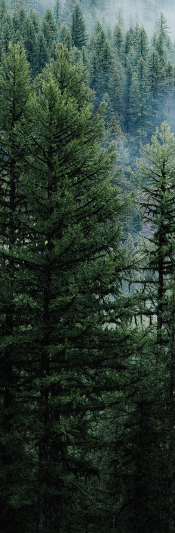 Mountian Pine Trees